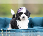 Puppy Zoie Maltipoo (Miniature)