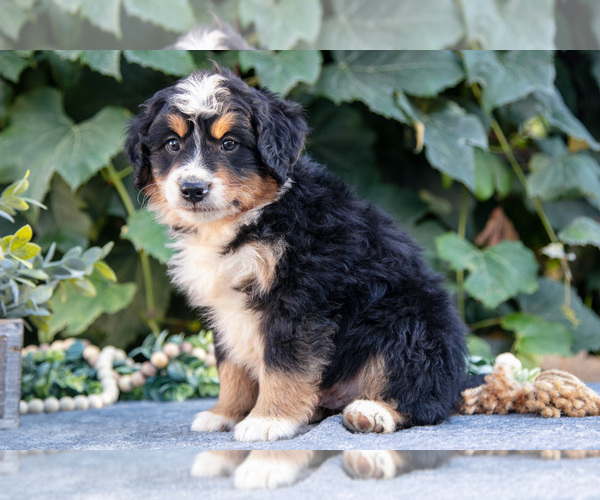 Medium Photo #2 Bernedoodle (Miniature) Puppy For Sale in APPLE CREEK, OH, USA