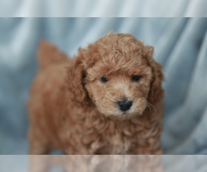 Miniature Labradoodle Puppy for sale in NORTH SIOUX CITY, SD, USA