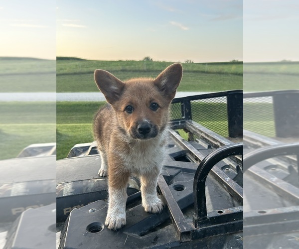 Medium Photo #8 Pembroke Welsh Corgi Puppy For Sale in DRAKESVILLE, IA, USA