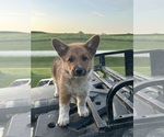 Small #7 Pembroke Welsh Corgi
