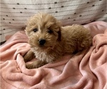 Small Photo #3 Goldendoodle (Miniature) Puppy For Sale in WASHINGTON, IN, USA