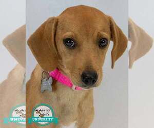 Beagle-Retriever  Mix Dogs for adoption in Kennesaw, GA, USA
