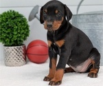 Small Photo #76 Doberman Pinscher Puppy For Sale in GOSHEN, IN, USA