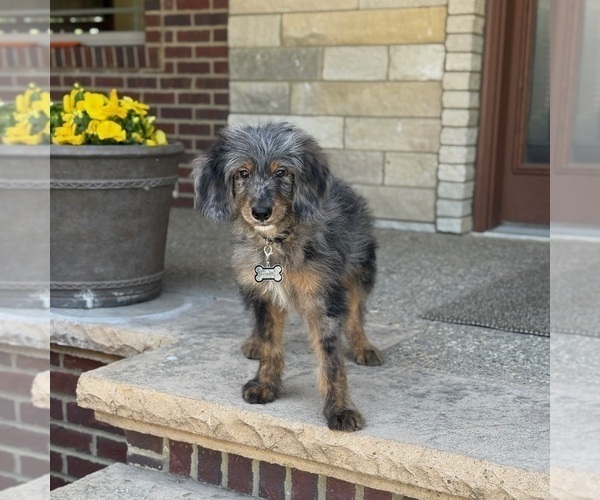 Medium Photo #3 Bernedoodle Puppy For Sale in WOLCOTT, IN, USA