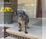 Small #2 Bernedoodle