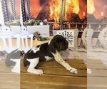 Puppy Purple collar German Shorthaired Pointer