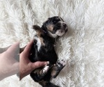 Small #84 Bernedoodle