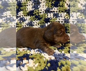 Dachshund Puppy for sale in LAWSON, MO, USA