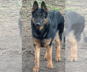 German Shepherd Dog Puppy for sale in HULL, IL, USA