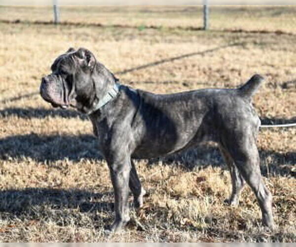 Medium Photo #3 Mutt Puppy For Sale in Glen Allen, VA, USA