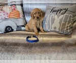 Small #7 Golden Retriever