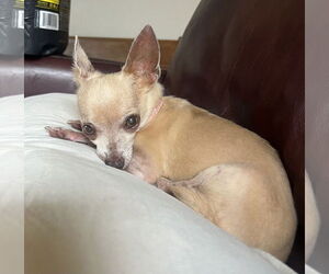 Chihuahua Dogs for adoption in Garner, NC, USA