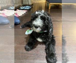 Sheepadoodle Puppy for sale in OAK RIDGE N, TX, USA