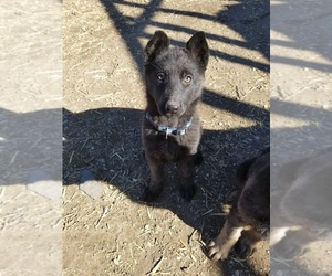 German Shepherd Dog Puppy for sale in WILLIAMSBURG, CO, USA
