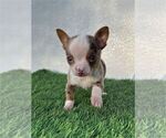 Small #4 Chihuahua