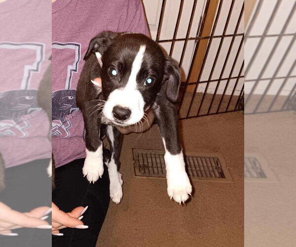 Medium Photo #6 Mutt Puppy For Sale in Ridgefield, CT, USA