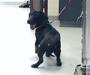 Dachshund-Unknown Mix Dogs for adoption in Fayetteville, NC, USA