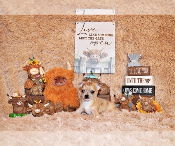 Medium Photo #57 Chihuahua Puppy For Sale in CHARLESTON, AR, USA
