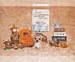 Small Photo #57 Chihuahua Puppy For Sale in CHARLESTON, AR, USA