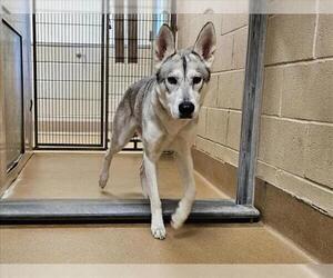 Siberian Husky Dogs for adoption in Martinez, CA, USA