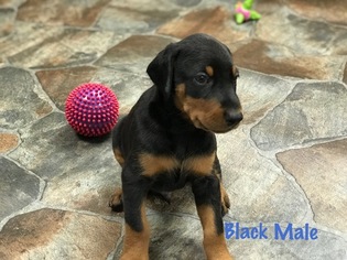 Doberman Pinscher Puppy for sale in HAYESVILLE, NC, USA
