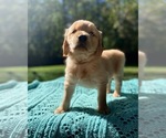 Small Photo #12 Golden Retriever Puppy For Sale in BUTNER, NC, USA