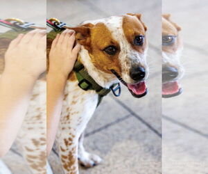 Red Heeler-Unknown Mix Dogs for adoption in The Woodlands, TX, USA