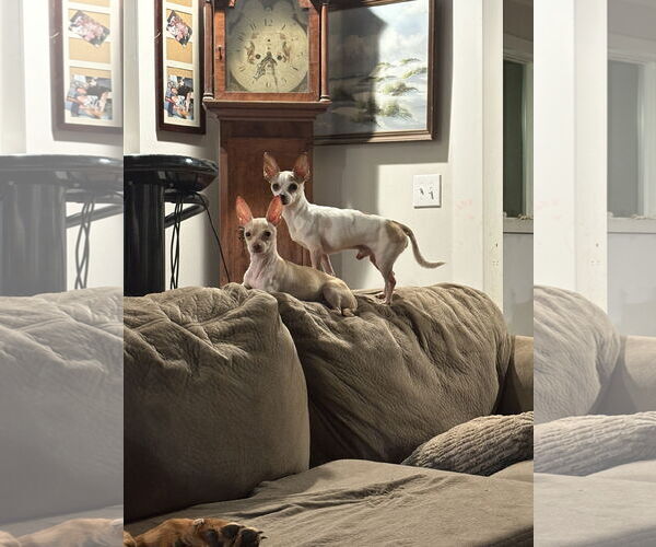 Medium Photo #2 Chihuahua Puppy For Sale in Mount Pleasant, SC, USA