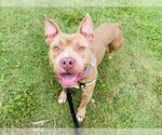 Small #1 American Staffordshire Terrier Mix