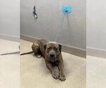 *MEGALODON - Male Mutt Dog for Adoption - Small photo