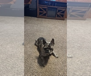 Father of the French Bulldog puppies born on 04/25/2025