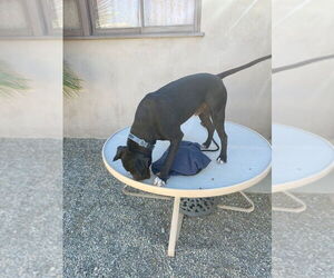 Diesel - Foster or Adopt Me! - Male American Staffordshire Terrier-Boxer Mix Dog for Adoption - Photo #4