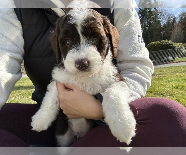 Medium Photo #2 Aussiedoodle Puppy For Sale in BREMERTON, WA, USA