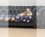 Small Photo #3 ShiChi Puppy For Sale in York, SC, USA