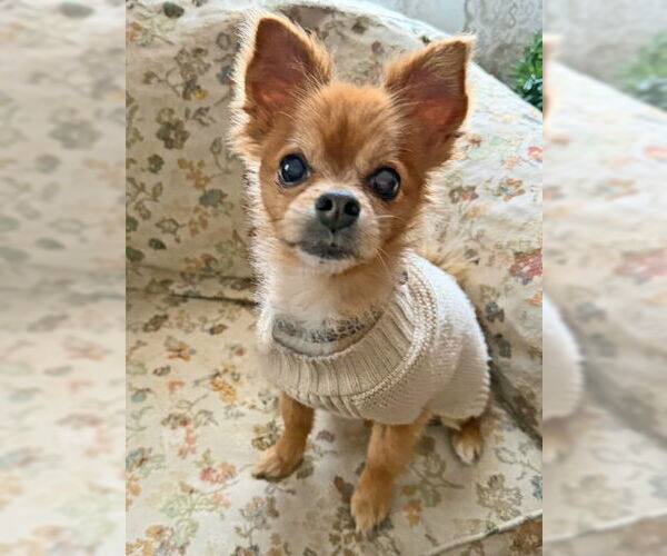 Medium Photo #10 Pomeranian-Unknown Mix Puppy For Sale in Arlington, VA, USA