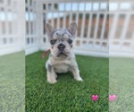 Small #4 French Bulldog