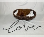Small Photo #62 Goldendoodle Puppy For Sale in ABILENE, TX, USA