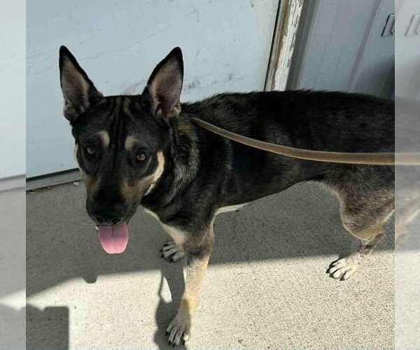 Medium Photo #3 German Shepherd Dog-Unknown Mix Puppy For Sale in Evansville, IN, USA