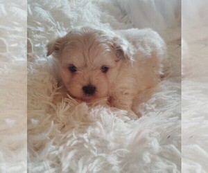 ShiChi Puppy for sale in WOBURN, MA, USA