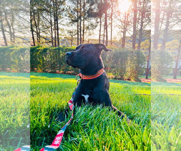 Medium Photo #3 Boxador Puppy For Sale in Holly Springs, NC, USA