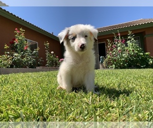 Border Collie Puppy for sale in SAN BERNARDINO, CA, USA