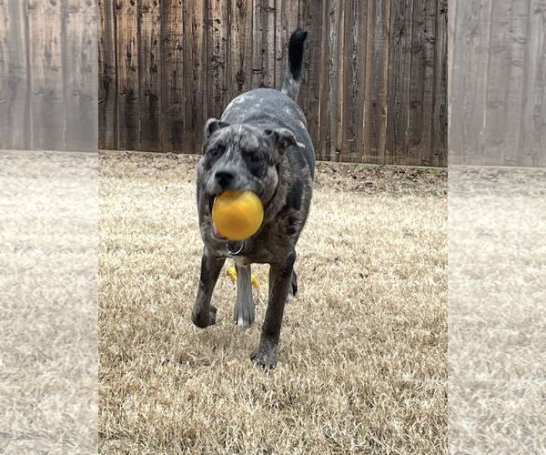 Medium Photo #10 Catahoula Leopard Dog Puppy For Sale in Euless, TX, USA