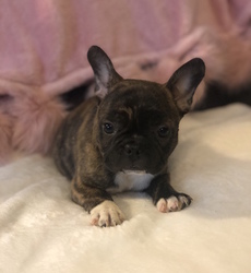 French Bulldog Puppy for sale in CHARLESTON, SC, USA
