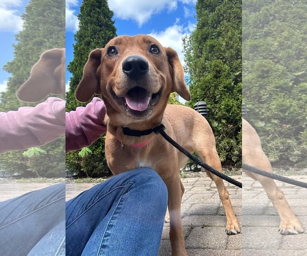 Medium Photo #1 Mutt Puppy For Sale in Germantown, OH, USA