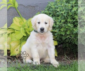 English Cream Golden Retriever Puppy for sale in CHRISTIANA, PA, USA