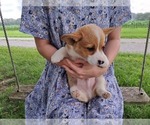 Small Photo #14 Pembroke Welsh Corgi Puppy For Sale in SHILOH, OH, USA