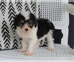 Small Photo #1 Aussiedoodle Miniature  Puppy For Sale in FREDERICKSBURG, OH, USA