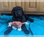 Puppy Guy Fieri Goldendoodle