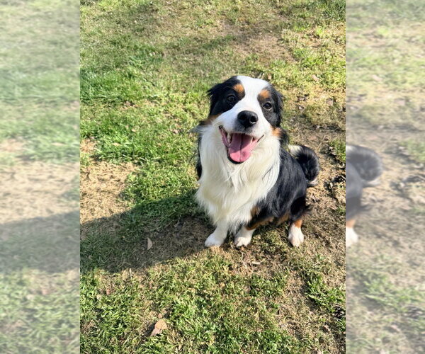 Medium Photo #2 Australian Shepherd-Unknown Mix Puppy For Sale in Mooresville, NC, USA